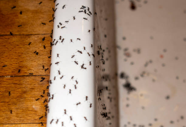 Best Flea Control Services  in Vestavia Hills, AL